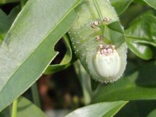 Australian privet hawk moth.jpg
