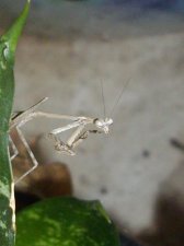 Mantid.jpg