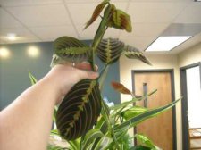 Unknown Plant 1.jpg