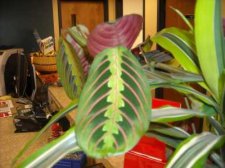 Unknown Plant 1b.jpg