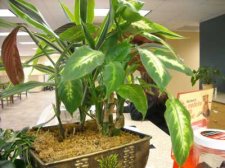 Unknown Plant 2.jpg