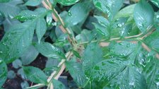 DSC02032.jpg