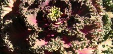 Purple Kale Bolt.JPG