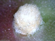 unknown succulent base of leaf.jpg