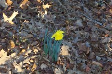 Blakes plant pictures 003.jpg