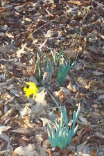 Blakes plant pictures 005.jpg