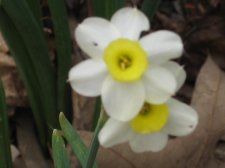 Blakes plant pictures 062.jpg
