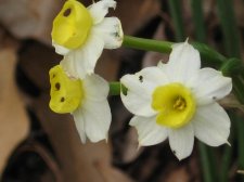 Blakes plant pictures 063.jpg