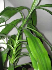 big-plant-closeup-leaves.jpg