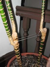 big-plant-closeup-trunks.jpg