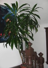 big-plant-in-hall.jpg