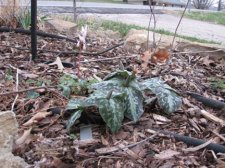 Trillium-Dicentra_cucullaria_031_WEB.jpg