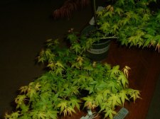 Kashima new leaves 09.jpg