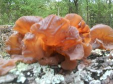 jellyshroom2.jpg