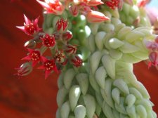 042406 1180 Sedum morganianum flwrg.jpg