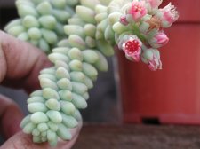 050102 0203 Sedum burrito w flwrs.jpg
