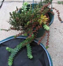 IMG_2364 Whl bskt Sedum burrito.JPG