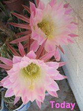 DSCF9532.jpg