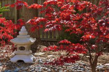 Japanese Lantern2.jpg