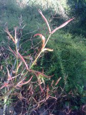 IMG_0211.jpg