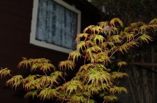 Spring Foliage 019.JPG