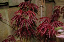 Spring Foliage 036.jpg