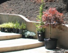 Landscape Front Plants 2.jpg
