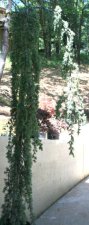 landscape weeping cedar.jpg