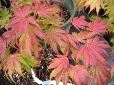 IMG_3140_4_1.JPG