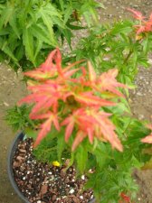 DSCN0103.JPG