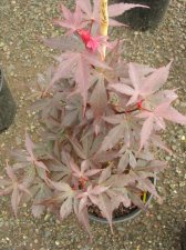 DSCN0108.JPG