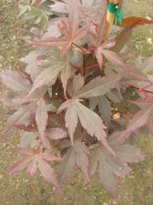 DSCN0109.JPG