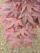 DSCN0105.JPG