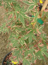 DSCN0122.JPG