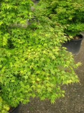 DSCN0126.JPG