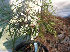Willow Leaf.JPG