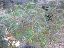 Willow Leaf 1.JPG