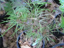 Willow Leaf 2.JPG