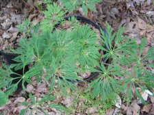 Oregon Fern.JPG