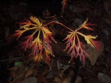 Acer japonicum Oregon Fern 11-20-04.JPG