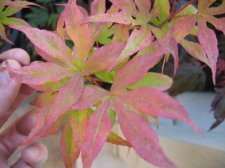 IMG_3319_1_1.JPG