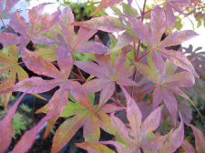 IMG_3320_2_1.JPG
