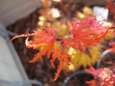 IMG_0759_2_1.JPG