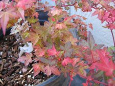 IMG_3321_1_1_1.JPG