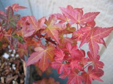 IMG_3322_2_1_1.JPG