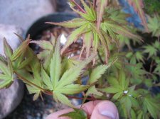 IMG_2063_3_1.JPG