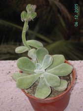 PICT0273.JPG