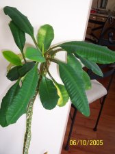 June 2005 015.JPG