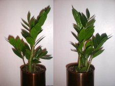 plant.jpg