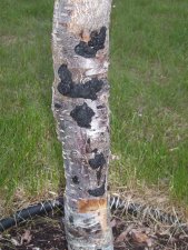 tree fungus.JPG